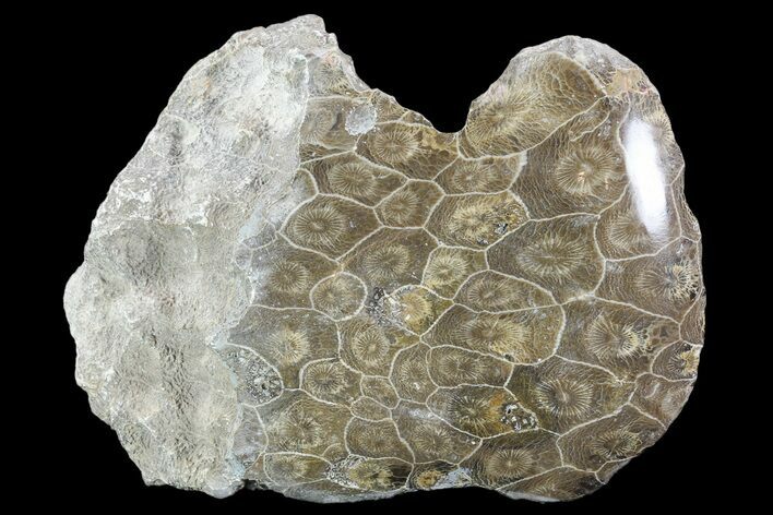 Polished Fossil Coral (Actinocyathus) - Morocco #90250